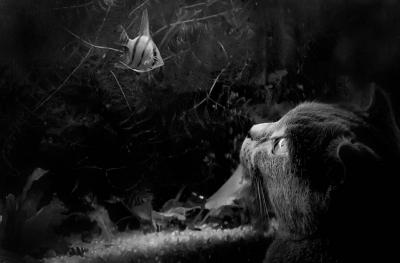 Прикрепленное изображение: post-867-0-33300700-1444760984.jpg